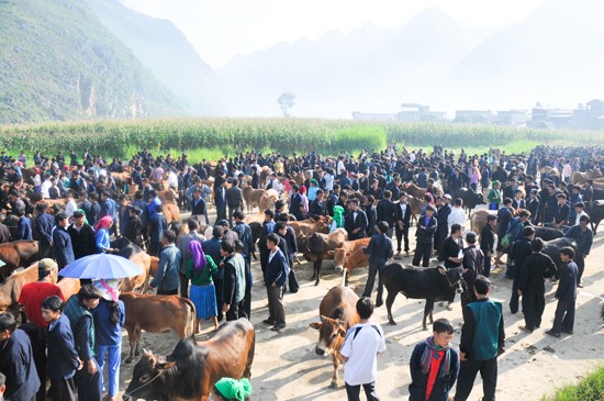 Базар рогатого скота в уезде Меовак провинции Хазянг - ảnh 1